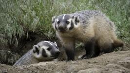 jezevec dva badger-4814484 1280